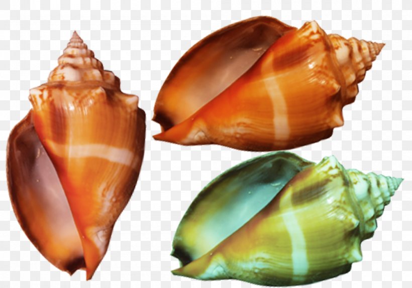 Color Conch Yellow Google Images, PNG, 1000x700px, Color, Brown, Clam, Clams Oysters Mussels And Scallops, Cockle Download Free