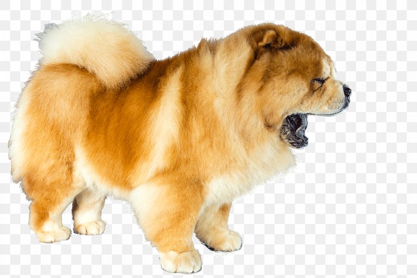 Eurasier Chow Chow German Spitz Dog Breed Puppy, PNG, 1170x780px, Eurasier, Ancient Dog Breeds, Breed, Breed Group Dog, Carnivoran Download Free