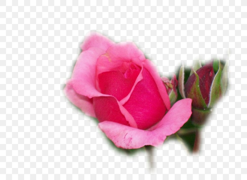 Garden Roses Cabbage Rose Floribunda Cut Flowers Petal, PNG, 800x600px, Garden Roses, Cabbage Rose, China Rose, Chinese Cuisine, Close Up Download Free
