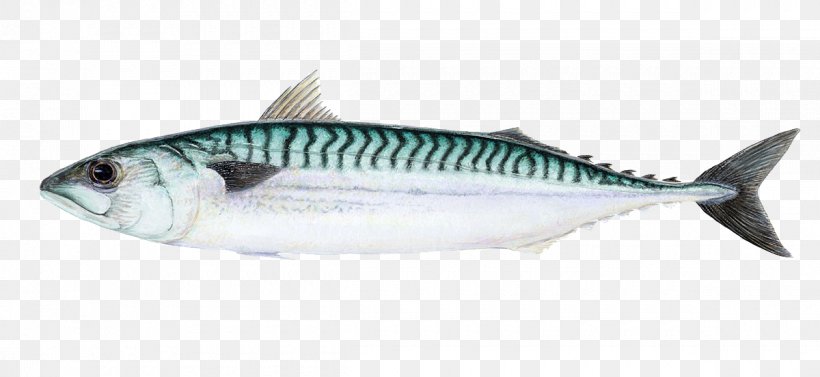 Atlantic Mackerel Thunnus Sardine Chub Mackerel, PNG, 1200x552px, Mackerel, Atlantic Cod, Atlantic Mackerel, Bluefish, Bonito Download Free
