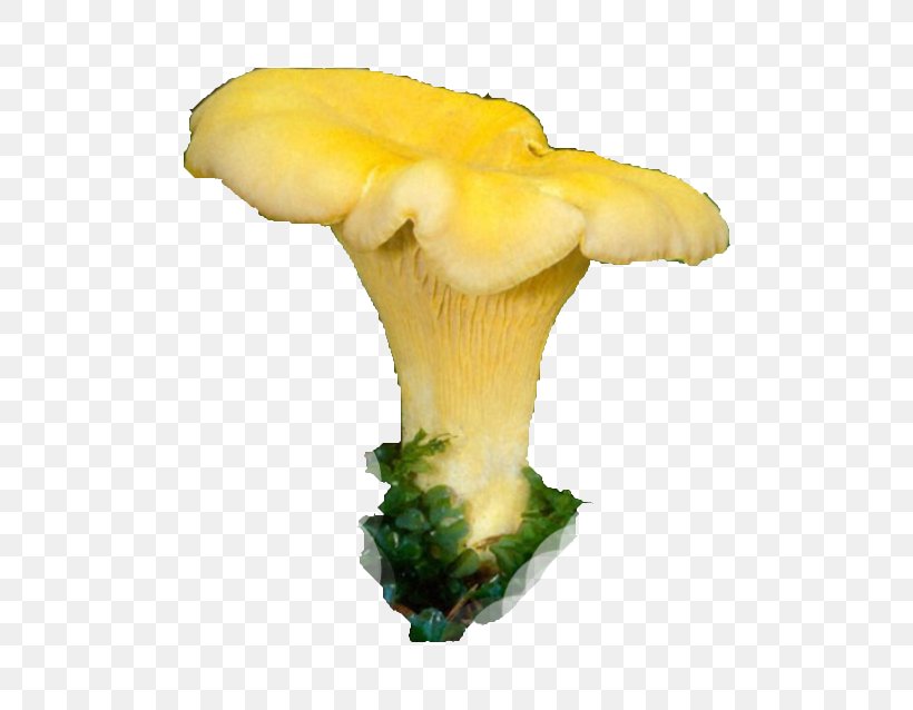 Oyster Mushroom Chanterelle Food Grevena, PNG, 586x638px, Oyster Mushroom, Agaricus, Chanterelle, Edible Mushroom, Epirus Download Free