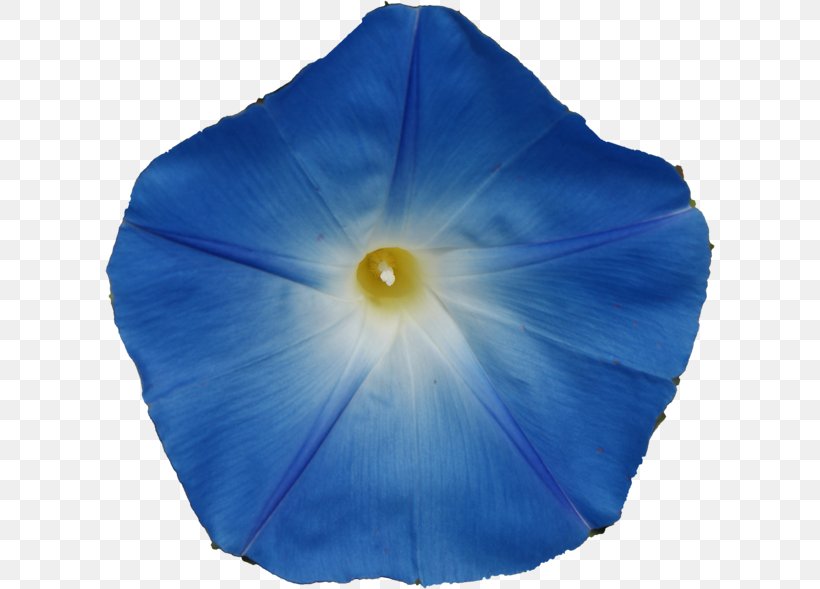 Turbina Corymbosa Morning Glory Psychoactive Plant Ergine Plants, PNG, 610x589px, Turbina Corymbosa, Blue, Cobalt Blue, Electric Blue, Ergine Download Free