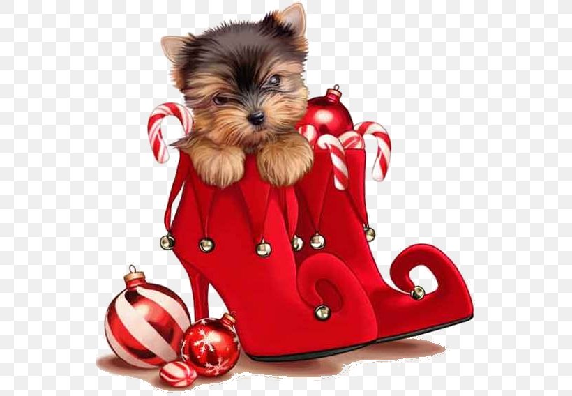 Yorkshire Terrier Christmas Card Puppy Christmas Ornament, PNG, 543x568px, Yorkshire Terrier, Bombka, Carnivoran, Christmas, Christmas Card Download Free