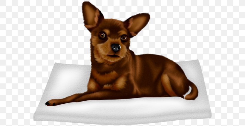 Chihuahua Russkiy Toy Prague Ratter Puppy Companion Dog, PNG, 600x423px, Chihuahua, Black, Carnivoran, Color, Companion Dog Download Free