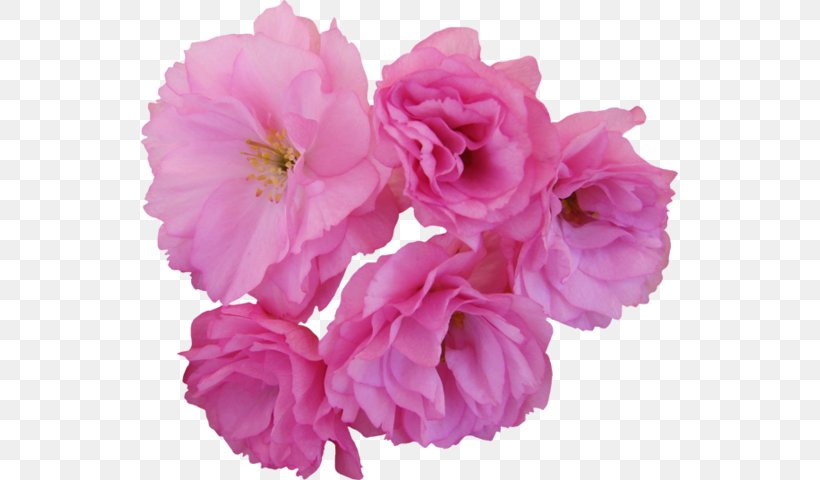 Flower Cherry Blossom Centifolia Roses Garden Roses Clip Art, PNG, 537x480px, Flower, Azalea, Blog, Blossom, Centifolia Roses Download Free