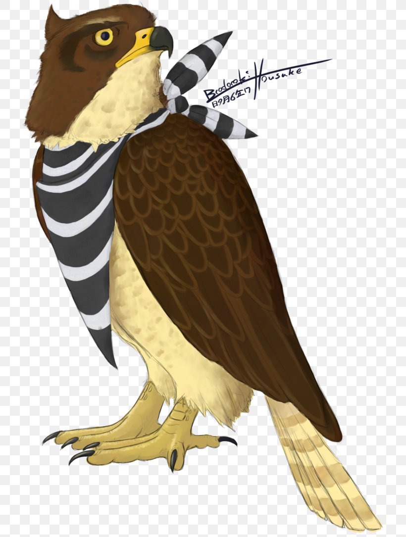 Hawk Owl Eagle Beak Feather, PNG, 736x1085px, Hawk, Beak, Bird, Bird Of Prey, Eagle Download Free