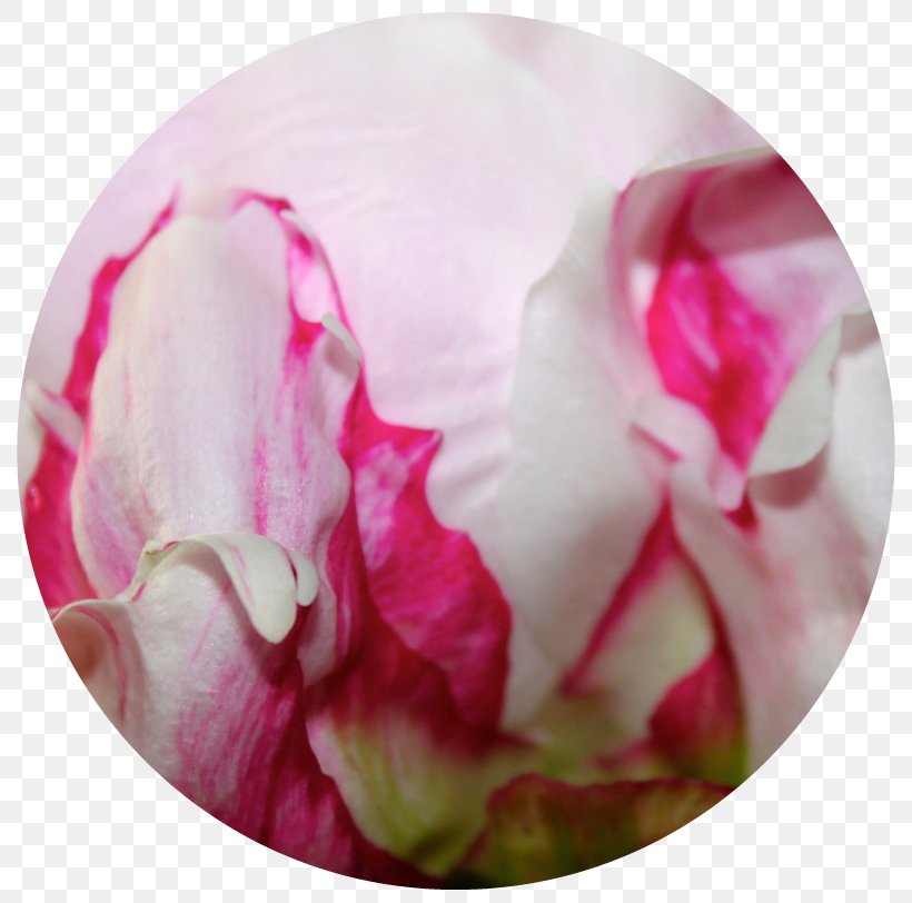 Cabbage Rose Garden Roses Peony Petal, PNG, 819x812px, Cabbage Rose, Closeup, Flower, Flowering Plant, Garden Download Free