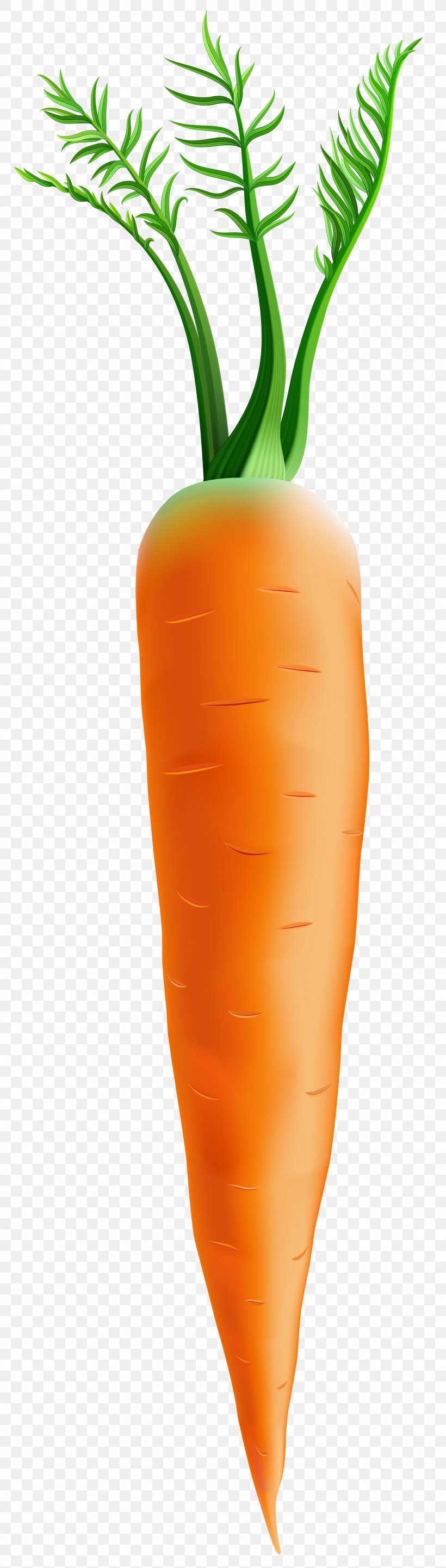 Carrot Orange Flowerpot, PNG, 2275x8000px, Vegetable, Carrot, Flowerpot, Food, Produce Download Free