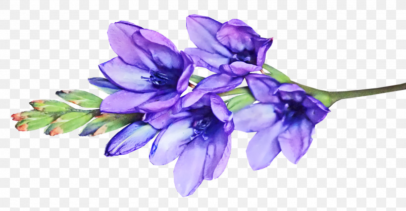 Cut Flowers Hyacinth Petal Viola Flower, PNG, 2560x1334px, Cut Flowers, Flower, Hyacinth, Petal, Viola Download Free