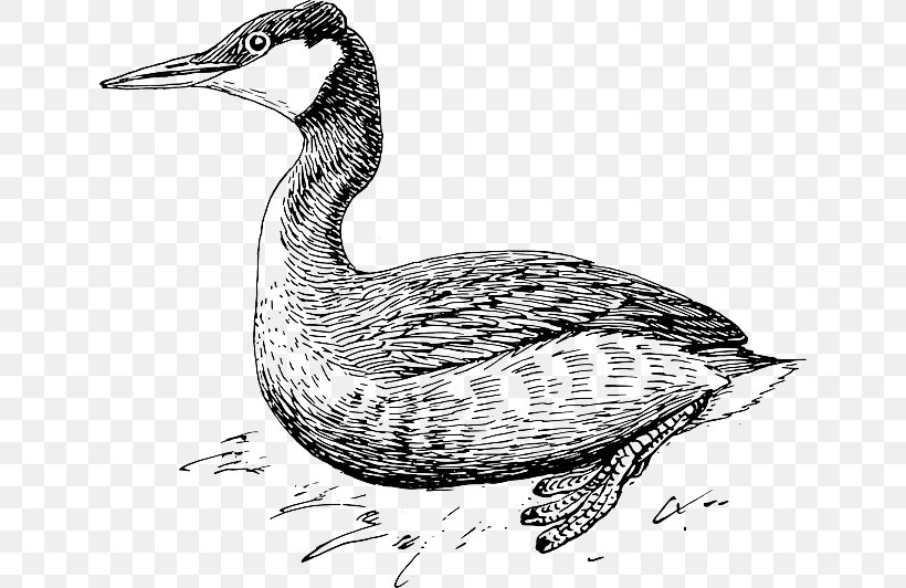Duck Goose Bird Grebe Extinction, PNG, 640x532px, Duck, Animal, Beak, Biology, Bird Download Free