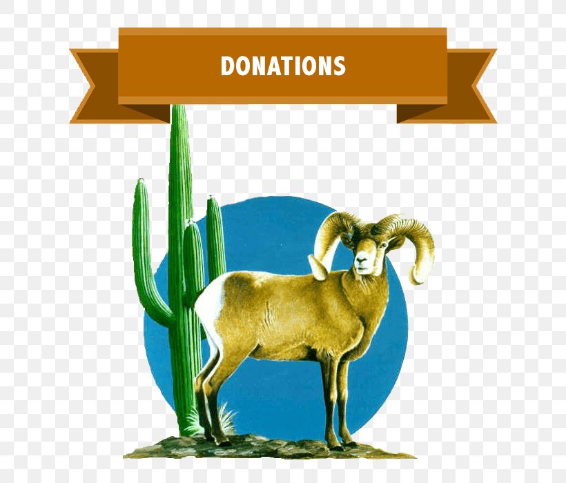 Goat Desert Bighorn Sheep Argali, PNG, 700x700px, Goat, Argali, Bighorn Sheep, Business, Cattle Download Free