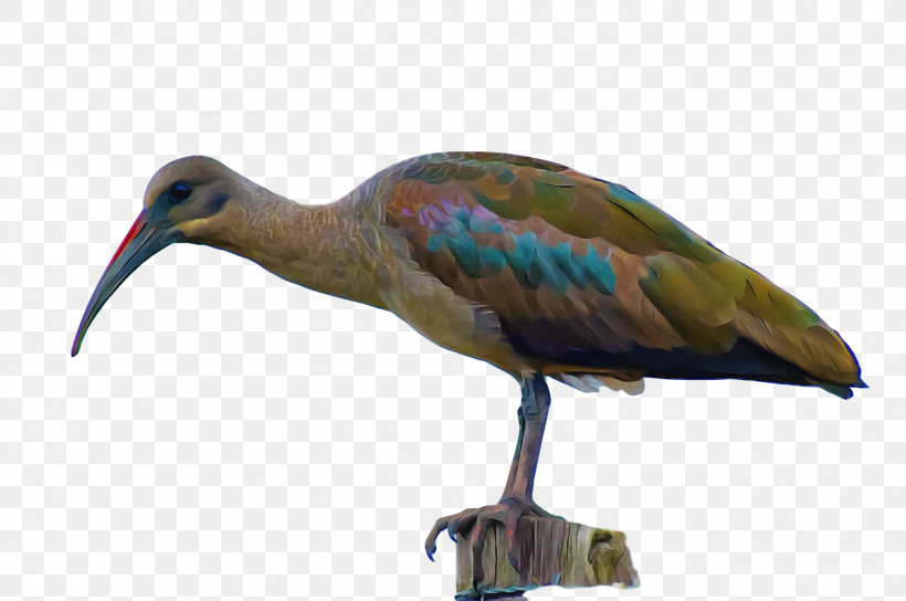 Ibis Crane Birds Stork Beak, PNG, 1506x1000px, Ibis, Beak, Birds, Bitterns, Crane Download Free