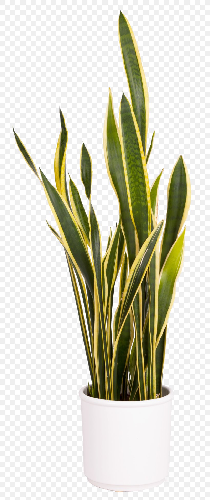 Viper's Bowstring Hemp Houseplant Evergreen Cupressaceae, PNG, 800x1950px, Houseplant, Common Ivy, Cupressaceae, Evergreen, Flowerpot Download Free