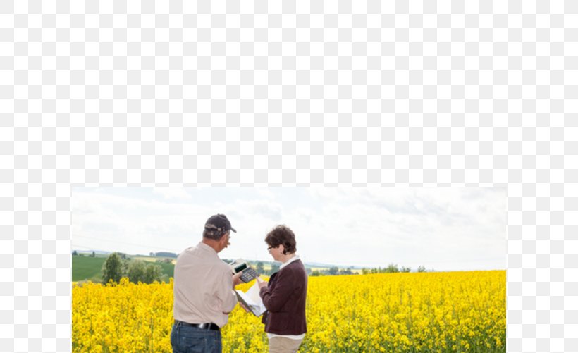 Canola Stock Photography Royalty-free, PNG, 750x501px, Canola, Agriculture, Brassica, Common Sunflower, Crop Download Free