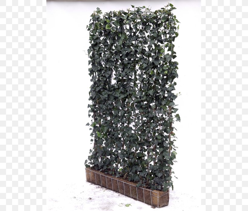 Common Ivy Garden Topiary Tree Houseplant, PNG, 700x700px, Common Ivy, Evergreen, Flowerpot, Garden, Garden Centre Download Free