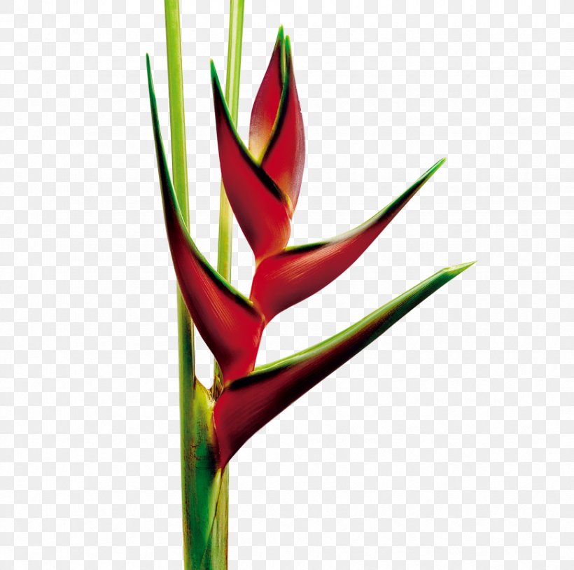 Heliconia Rostrata Cut Flowers Plant Bird Of Paradise Flower, PNG, 870x864px, Heliconia Rostrata, Banana, Bird Of Paradise Flower, Bud, Cut Flowers Download Free