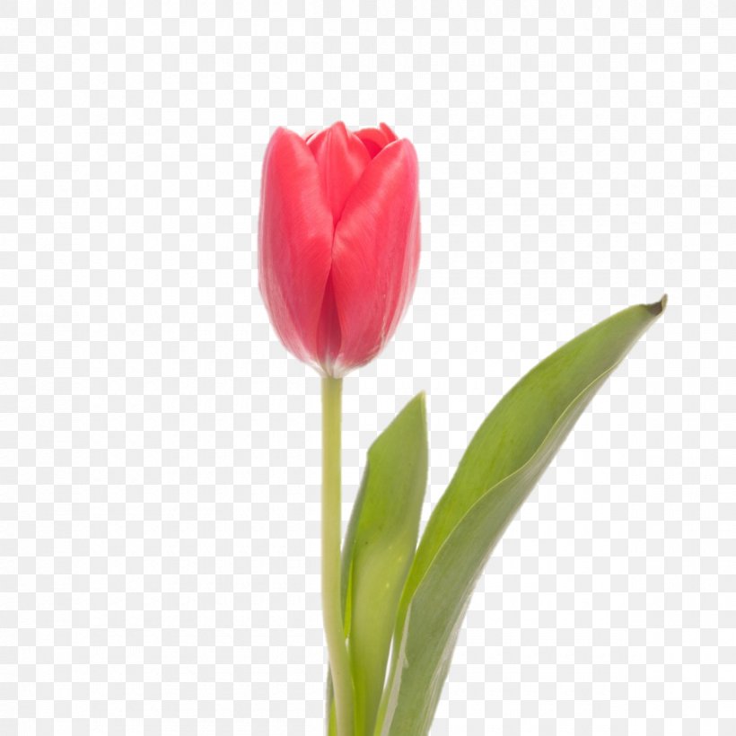 Skagit Valley Tulip Festival Flower Indira Gandhi Memorial Tulip Garden Centrepiece, PNG, 1200x1200px, Skagit Valley Tulip Festival, Blue, Bud, Centrepiece, Cut Flowers Download Free