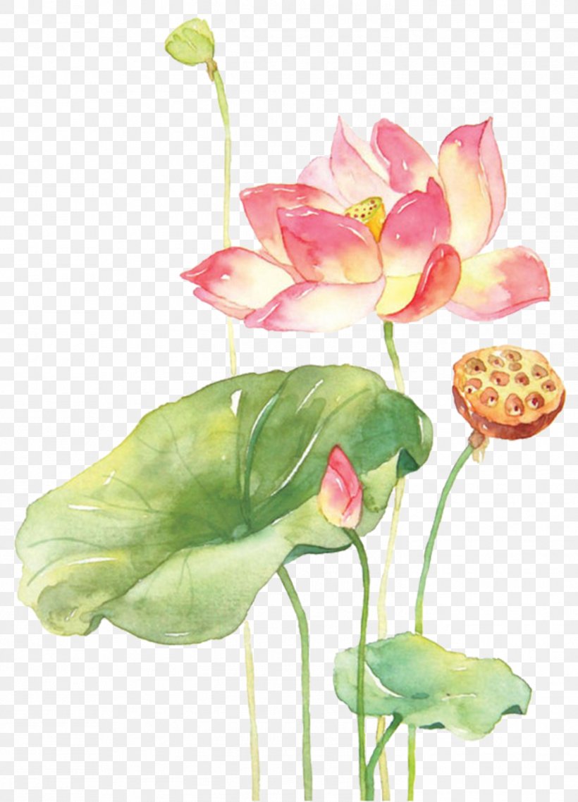 Watercolor Painting Techniques Watercolour Flowers Nelumbo Nucifera, PNG, 1474x2047px, Watercolor Painting, Aquatic Plant, Art, Artificial Flower, Arum Download Free