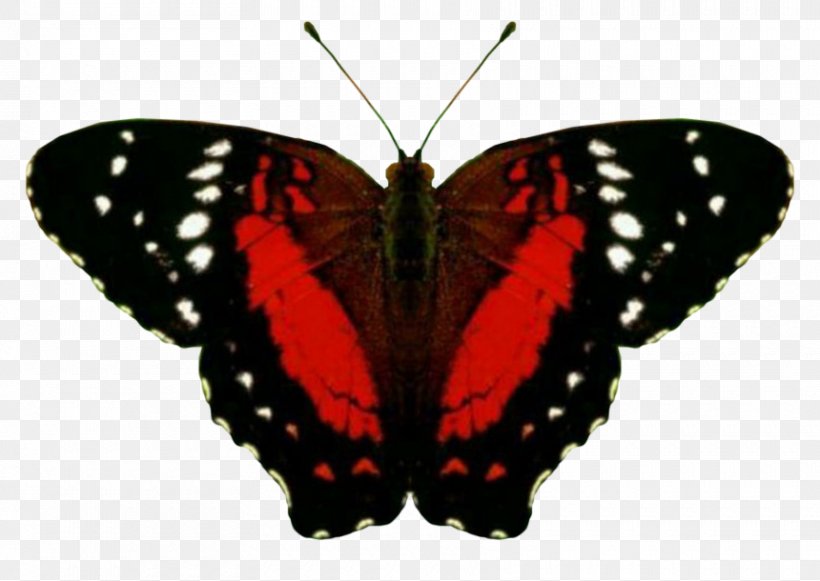 Brush-footed Butterflies Butterfly Pieridae Gossamer-winged Butterflies Clip Art, PNG, 860x610px, Brushfooted Butterflies, Arthropod, Brush Footed Butterfly, Butterflies And Moths, Butterfly Download Free