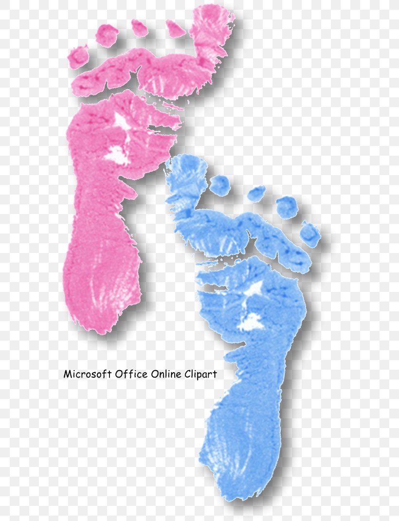 Organism Foot Font, PNG, 579x1071px, Organism, Blue, Foot Download Free
