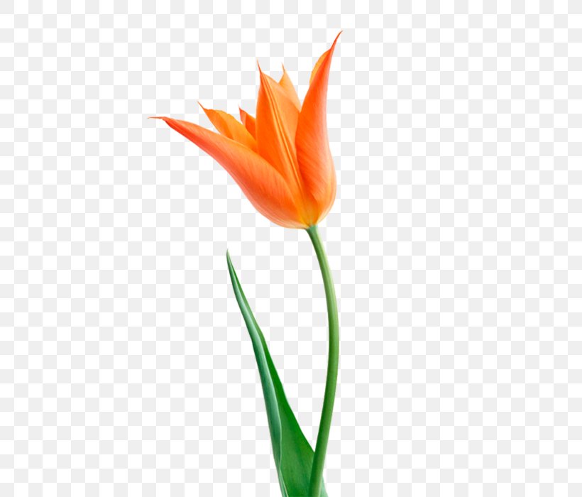 The Tulip: The Story Of A Flower That Has Made Men Mad Orange Cut Flowers Flower Bouquet, PNG, 497x700px, Flower, Bud, Bulb, Color, Cut Flowers Download Free