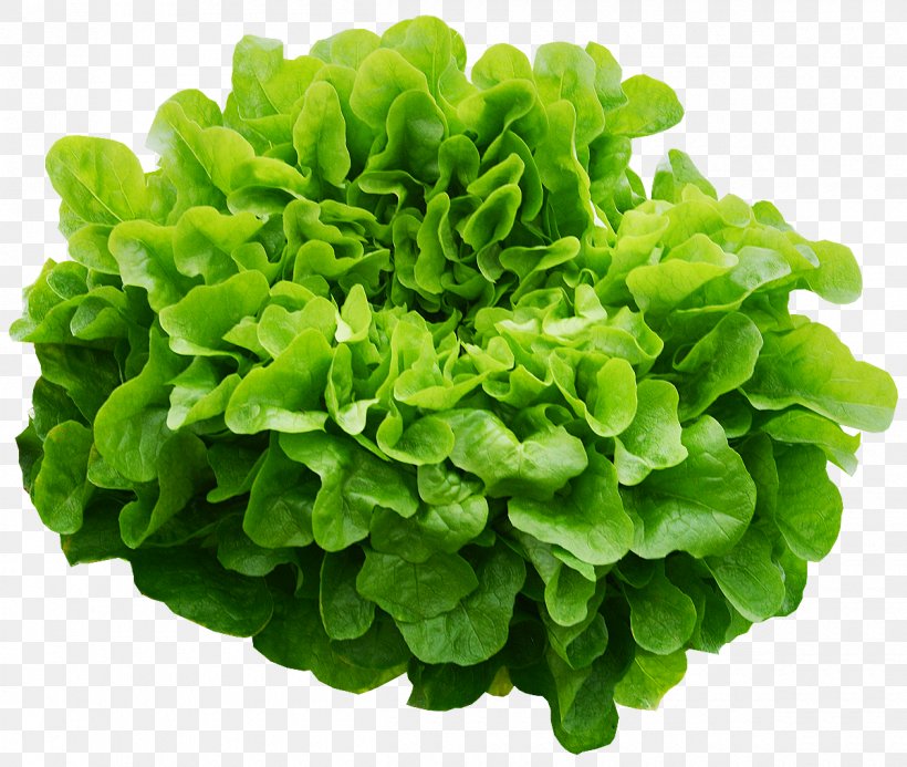 Chickweed Herb Ingredient Romaine Lettuce Greens, PNG, 1200x1015px, Chickweed, Annual Plant, Aquarium Decor, Basil, Blue Sow Thistle Download Free