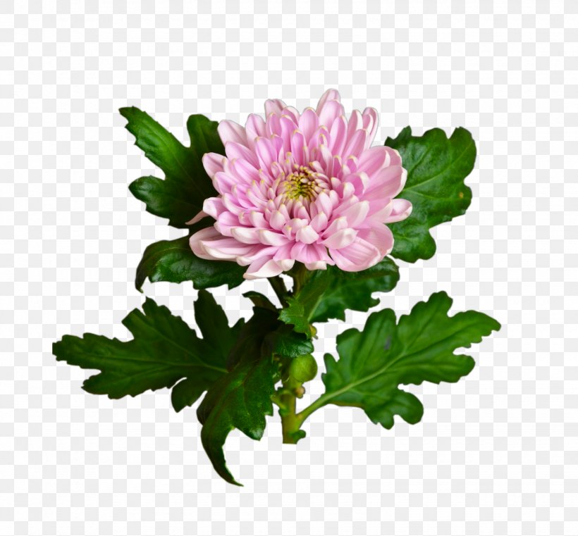 Chrysanthemum Цветочный магазин STUDIO Flores Flower Bouquet Garden Roses, PNG, 1540x1430px, Chrysanthemum, Annual Plant, Artikel, Assortment Strategies, Aster Download Free