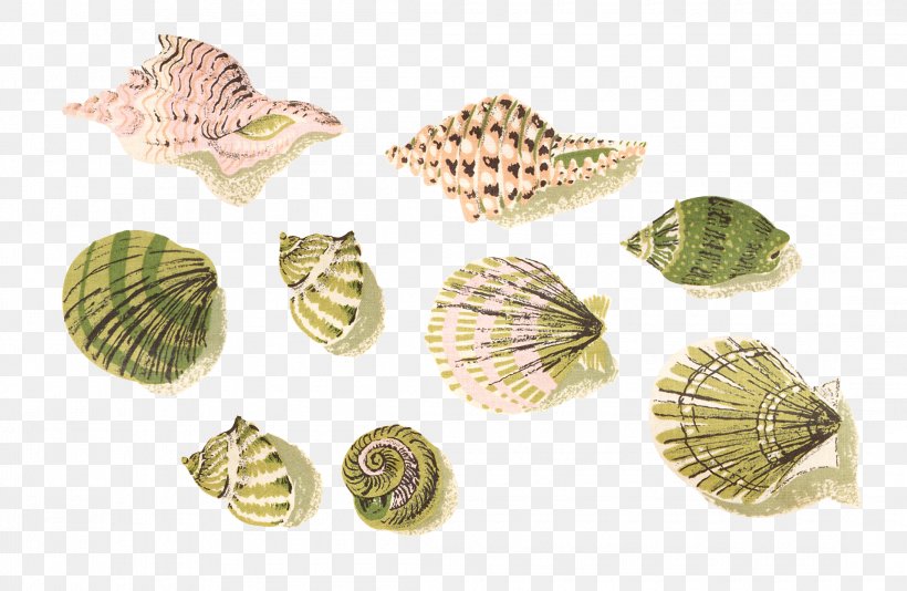 Cockle Seashell Mussel Clip Art, PNG, 2190x1428px, Cockle, Beach, Brass, Clam, Clams Oysters Mussels And Scallops Download Free