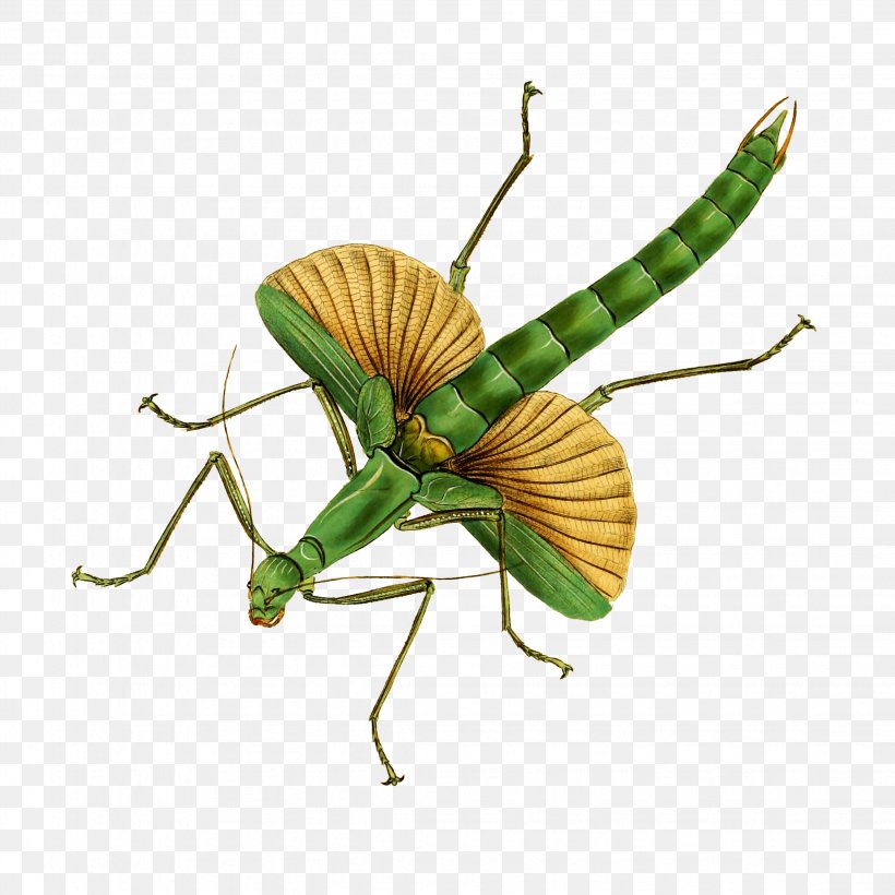 Insect Mantidae Mantis Grasshopper Pest, PNG, 2248x2248px, Insect, Cricketlike Insect, Grasshopper, Mantidae, Mantis Download Free