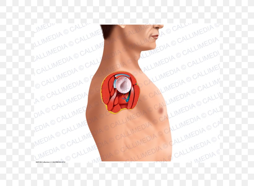 Shoulder Joint Human Anatomy Neck, PNG, 600x600px, Watercolor, Cartoon, Flower, Frame, Heart Download Free