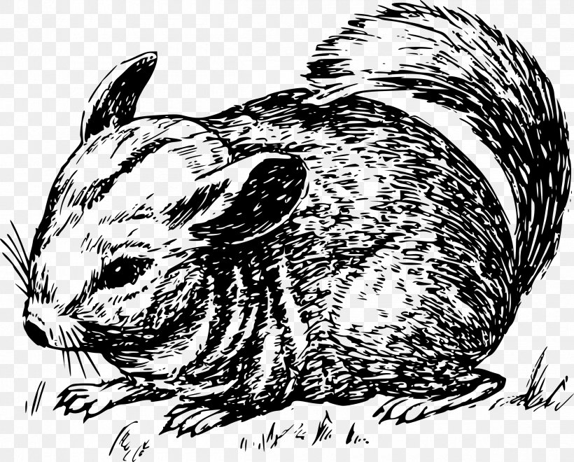 Chinchilla Clip Art, PNG, 2400x1933px, Chinchilla, Black And White, Carnivoran, Domestic Rabbit, Drawing Download Free