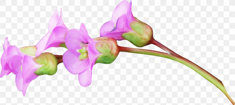 Flower Pink Petal Rose, PNG, 2579x1152px, Flower, Color, Cut Flowers, Flora, Floral Design Download Free