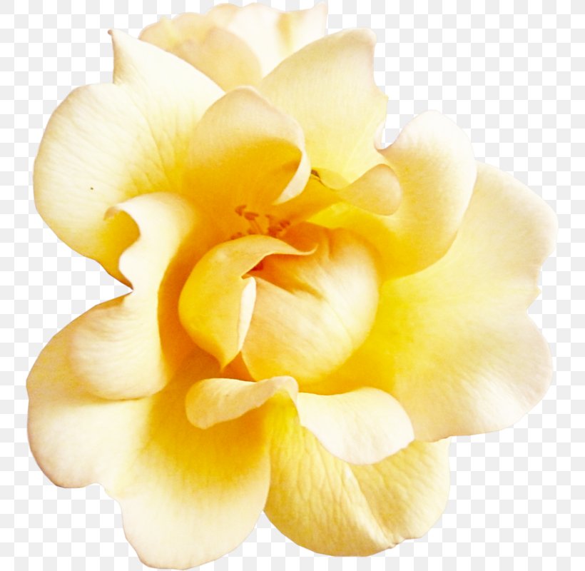 Garden Roses Flower Petal Clip Art, PNG, 748x800px, Rose, Artificial Flower, Close Up, Cut Flowers, Flower Download Free