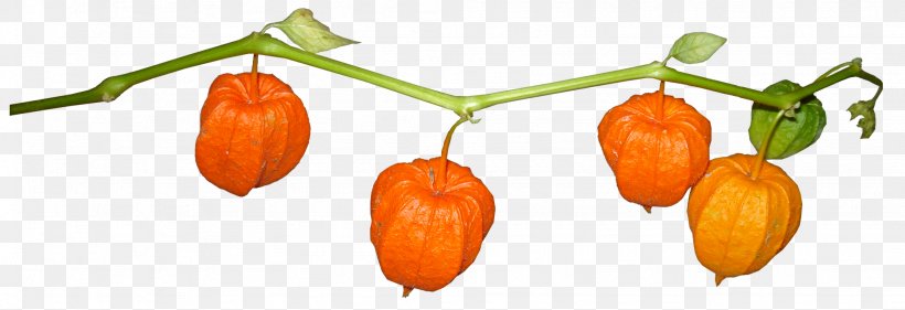 Peruvian Groundcherry Chinese Lantern Tomatillo Nightshade Plant, PNG, 2048x704px, Peruvian Groundcherry, Auglis, Bell Pepper, Bell Peppers And Chili Peppers, Chinese Lantern Download Free