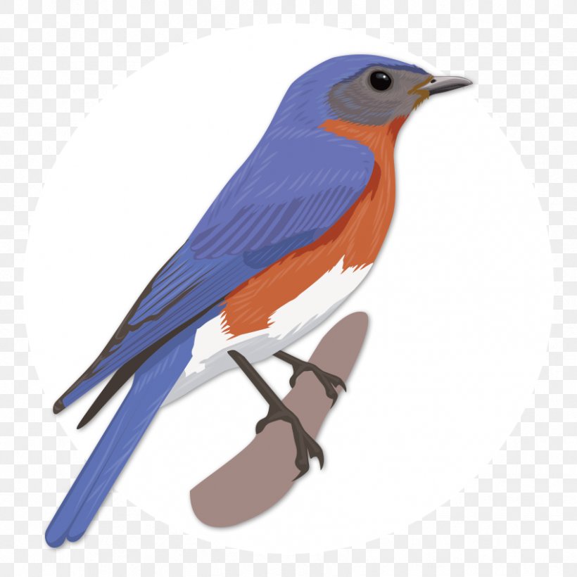 Birdwatching Oyster Bay Beak White House, PNG, 848x848px, Bird, Beak, Birdwatching, Bluebird, Cuckoos Download Free