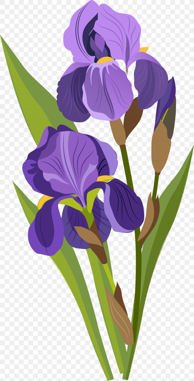 Download Drawing Tulip, PNG, 3347x6579px, Drawing, Art, Cartoon, Cattleya, Designer Download Free