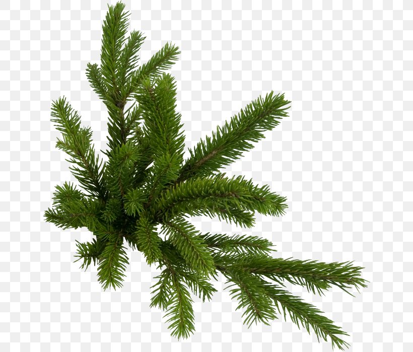 Fir Pine Clip Art, PNG, 650x699px, Fir, Biome, Branch, Christmas Tree, Conifer Download Free