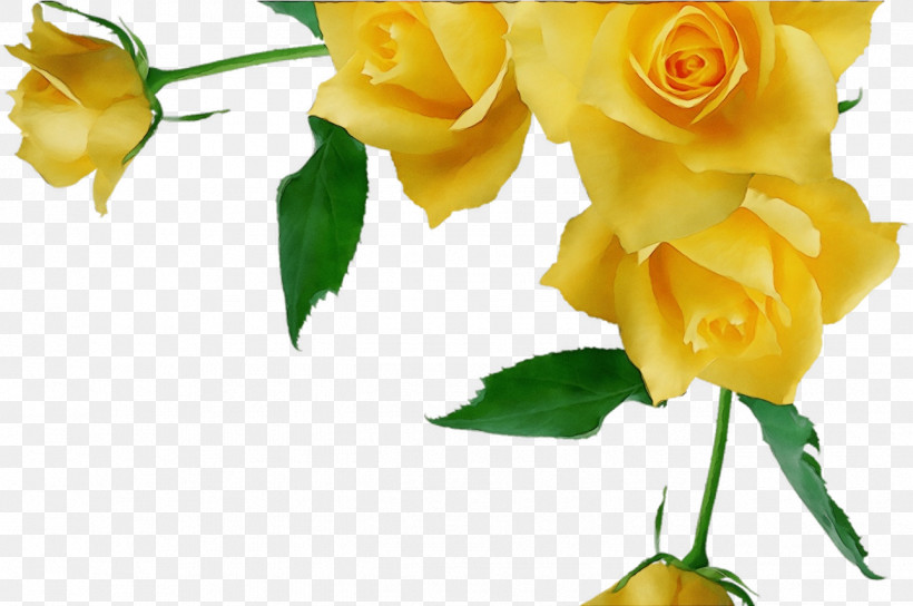 Garden Roses, PNG, 1288x856px, Watercolor, Austrian Briar, Bud, Cut Flowers, Floral Design Download Free