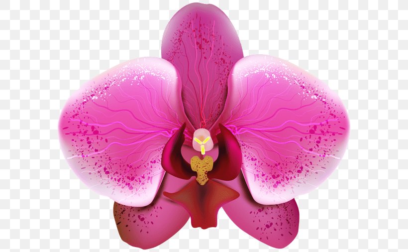 Orchids Desktop Wallpaper Clip Art, PNG, 600x506px, Orchids, Cattleya, Flower, Flowering Plant, Green Download Free