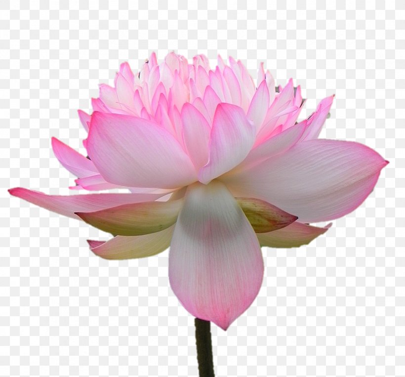 Sacred Lotus Herbaceous Plant Peony Pink M Plant Stem, PNG, 1146x1067px, Sacred Lotus, Annual Plant, Aquatic Plant, Botany, Flower Download Free