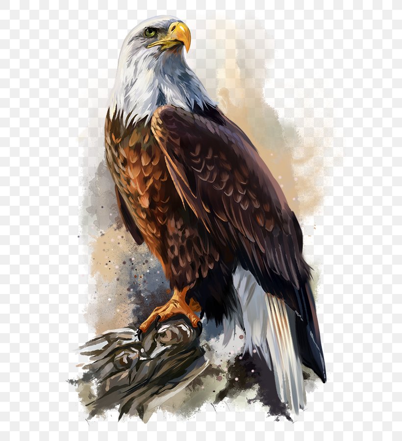 Bald Eagle Poster Art, PNG, 592x900px, Bald Eagle, Accipitriformes, Art, Beak, Bird Download Free