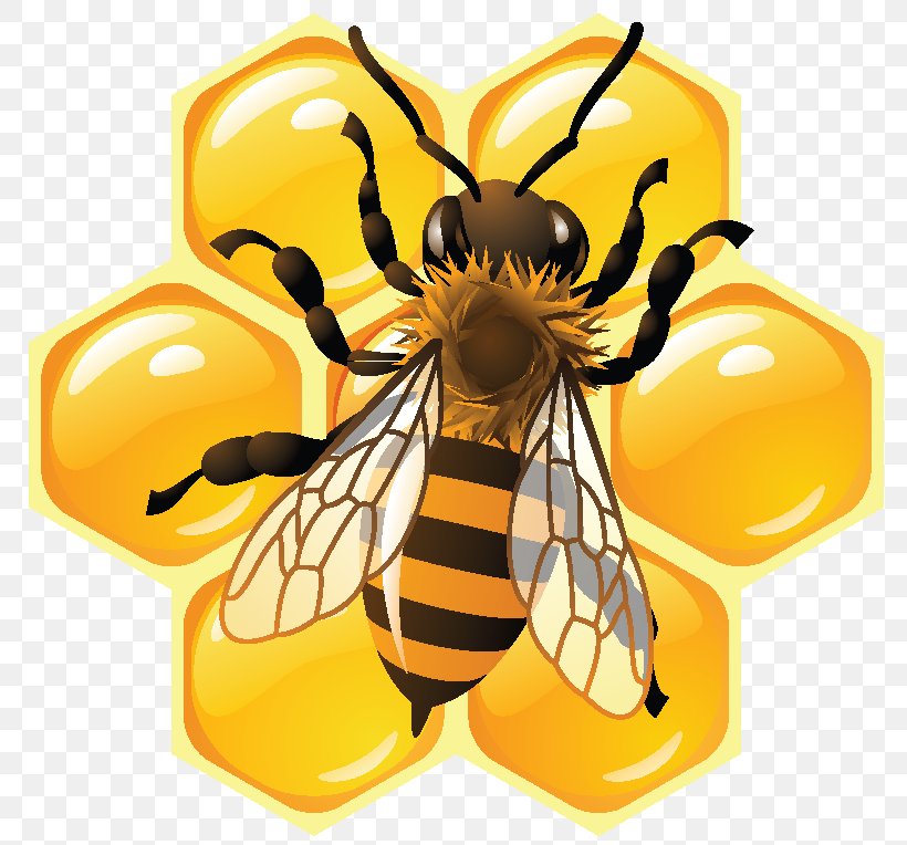 Honey Bee Honeycomb Beehive, PNG, 800x764px, Bee, Arthropod, Bee Sting, Beehive, Beeswax Download Free