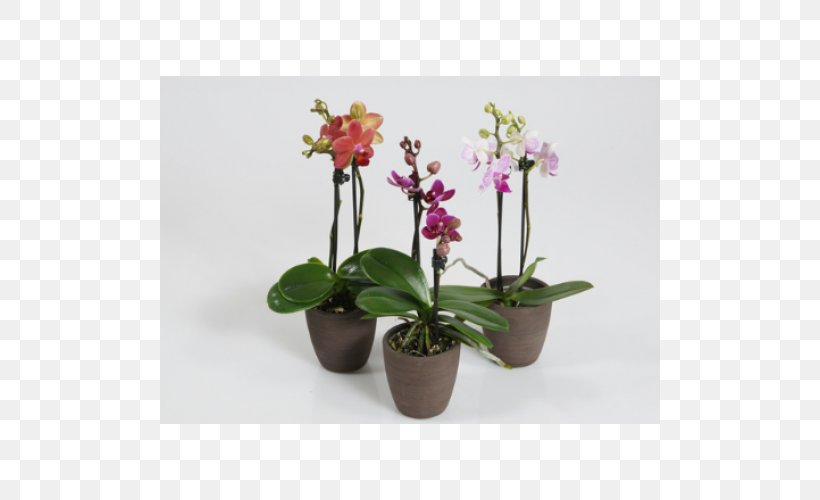 Moth Orchids Houseplant Burnt-tip Orchid, PNG, 500x500px, Moth Orchids, Artificial Flower, Color, Flora, Flower Download Free