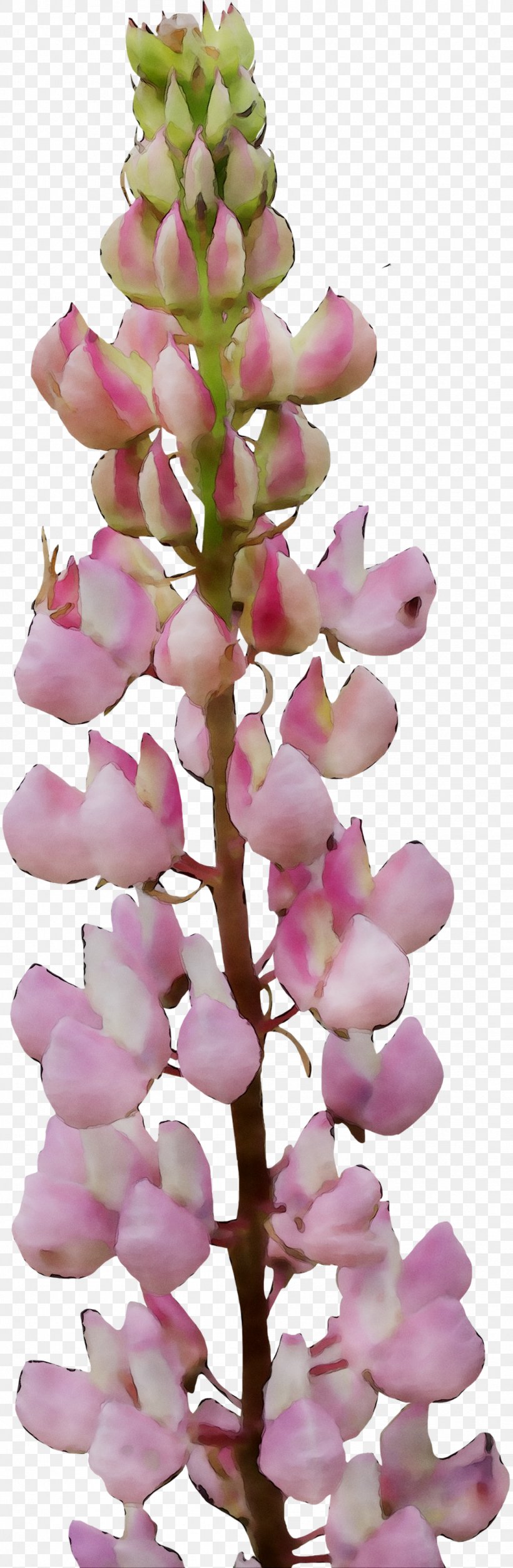 Foxgloves Flowering Plant Pink M Plants RTV Pink, PNG, 1098x3351px, Foxgloves, Arctostaphylos, Blossom, Branch, Cut Flowers Download Free