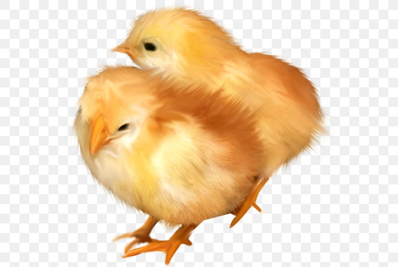 Chicken Clip Art, PNG, 570x550px, Chicken, Animal, Beak, Bird, Cartoon Download Free