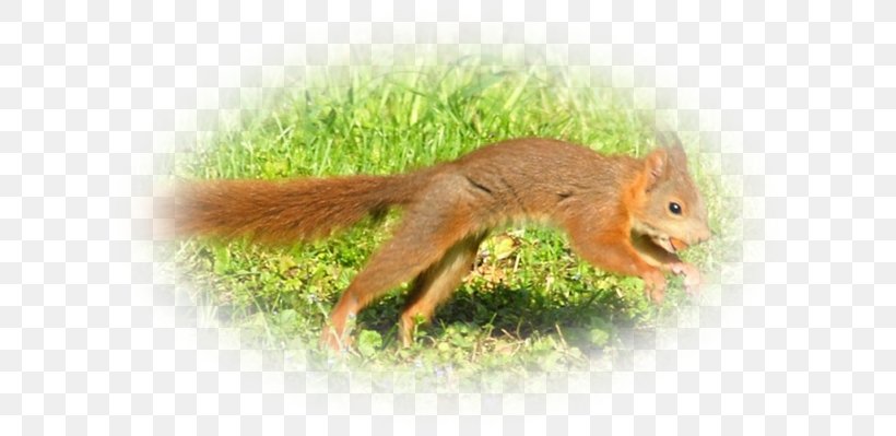 Fox Squirrel Chipmunk Terrestrial Animal Wildlife, PNG, 639x399px, Fox Squirrel, Animal, Chipmunk, Fauna, Grass Download Free