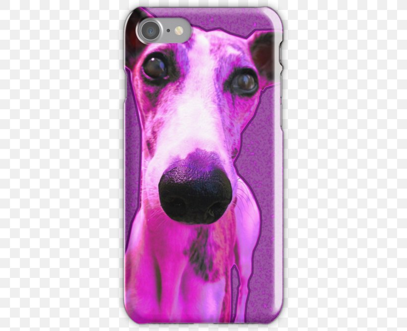 Italian Greyhound Whippet Dog Breed Snout, PNG, 500x667px, Italian Greyhound, Breed, Carnivoran, Dog, Dog Breed Download Free