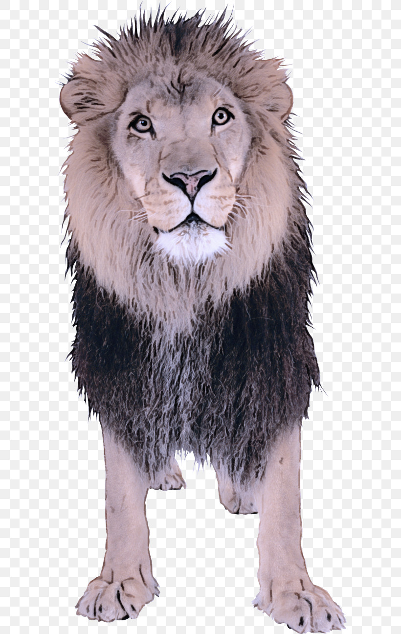 Lion Wildlife Animal Figure Masai Lion Snout, PNG, 600x1296px, Lion, Animal Figure, Fur, Masai Lion, Snout Download Free