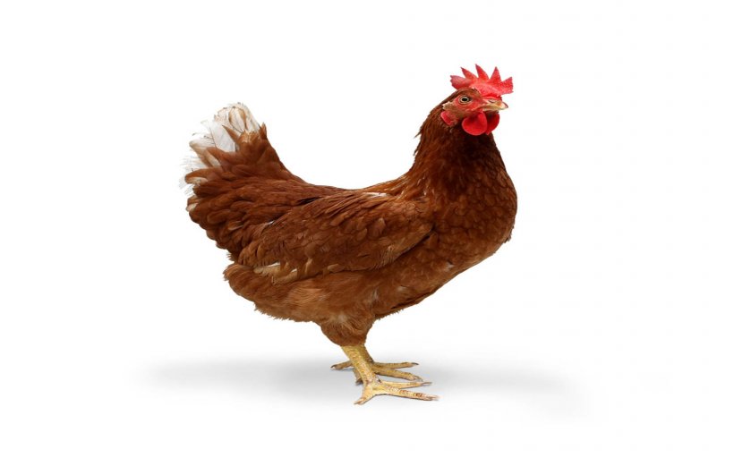 Ayam Cemani Tandoori Chicken Desktop Wallpaper Chicken Meat 1080p, PNG, 1920x1200px, Ayam Cemani, Beak, Bird, Chicken, Chicken Meat Download Free