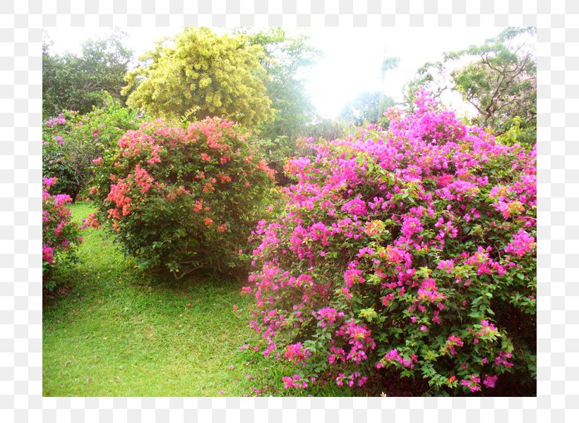Azalea Botanical Garden Rhododendron Flora Shrub, PNG, 800x600px, Azalea, Annual Plant, Botanical Garden, Botany, Flora Download Free